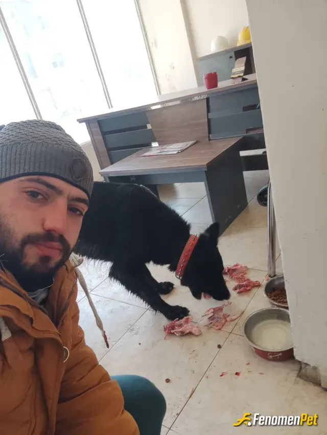 Sokak hayvanı besleme: Sahibi tarafından sokakta bırakılmış bir şekilde ben sahiplendim 🐾