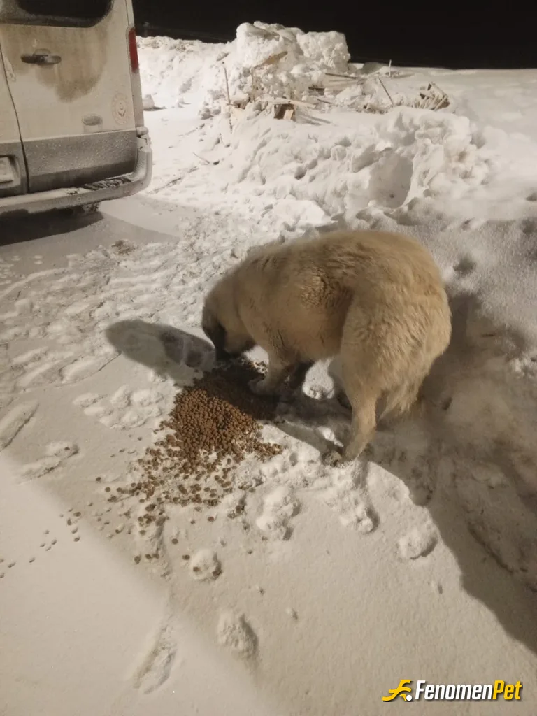 Sokak hayvanı besleme: Hayvanları çok seviyorum, kendi kedi ve köpeklerimde var, özel aracımla beraber sokak köpeklerini doğada zor koşullarda …