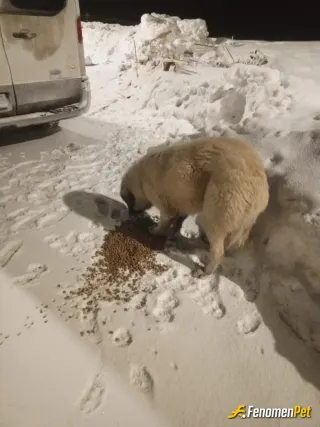 Sokak hayvanı besleme: Hayvanları çok seviyorum, kendi kedi ve köpeklerimde var, özel aracımla beraber sokak köpeklerini doğada zor k