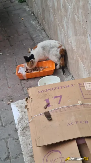 Sokak hayvanı besleme: #fenomenpet "Sevgi, küçük bir kap içinde büyür. Her canlıya şefkatle yaklaşmak, dünyayı daha güzel kılar."