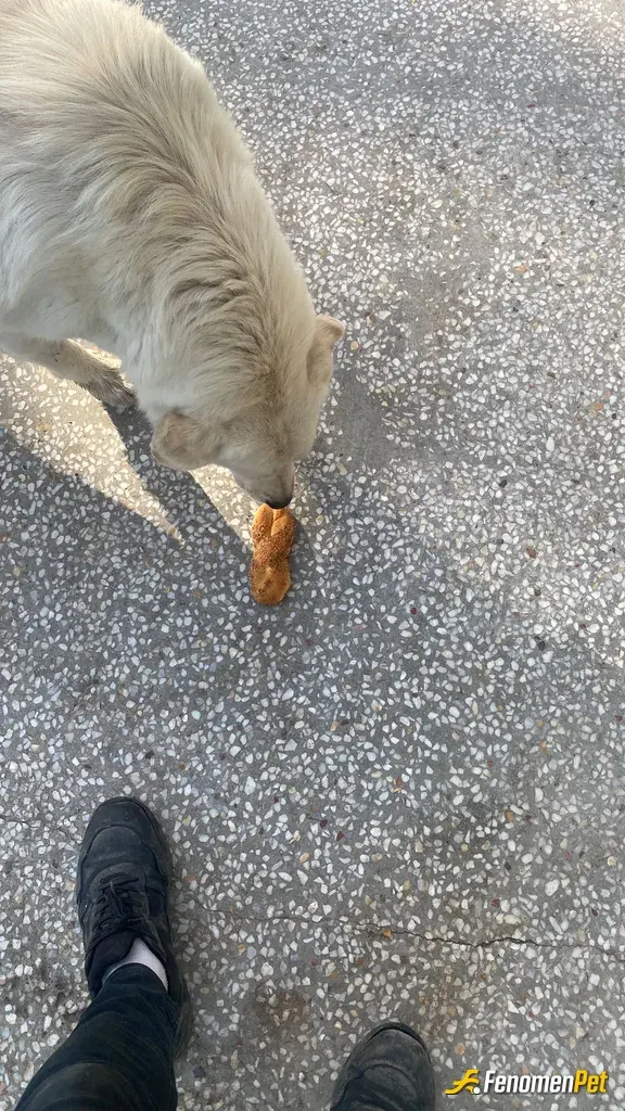 Sokak hayvanı besleme: Toplu yemek  hizmeti veren biyerde calışıyorum. Artan tüm malzemeleri burdaki garip köpeklere veriyorum