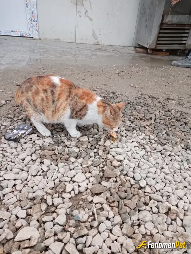 Sokak hayvanı besleme: Buda benim iş arkadaşım fındık
