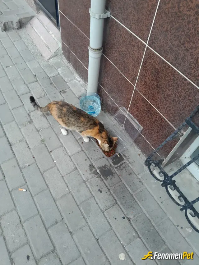 Sokak hayvanı besleme: #Fenomenpet Markete giderken karşıma çıktı acikmis peşimden ayrılmadı
Şimdi güzelce yemeğini yiyor