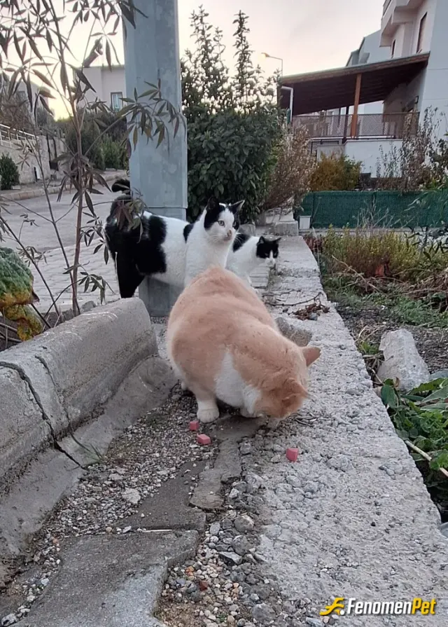 Sokak hayvanı besleme: Sokak hayvanlarını koruyalım,besleyelim,sevelim