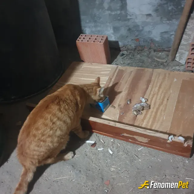Sokak hayvanı besleme: ❤❤❤