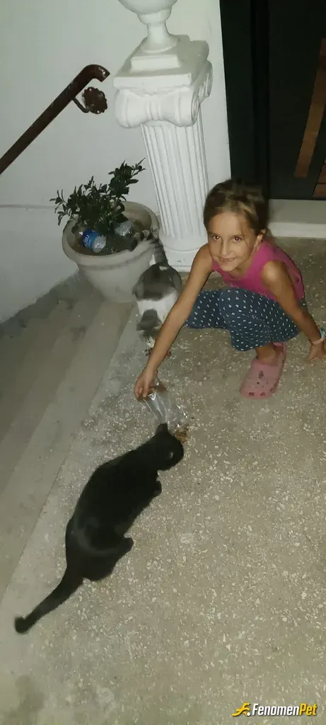 Sokak hayvanı besleme: Sitemizde, toplanan aidatların bir kismiyla sokak hayvanlarıni besliyoruz #fenomenpet