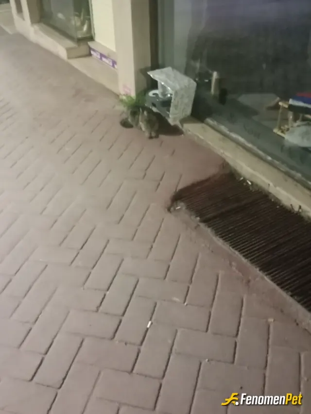Sokak hayvanı besleme: Mama ve su