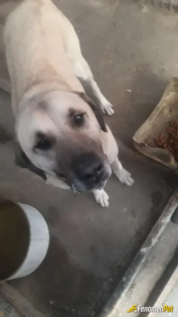 Sokak hayvanı besleme: Mama ve su verdim