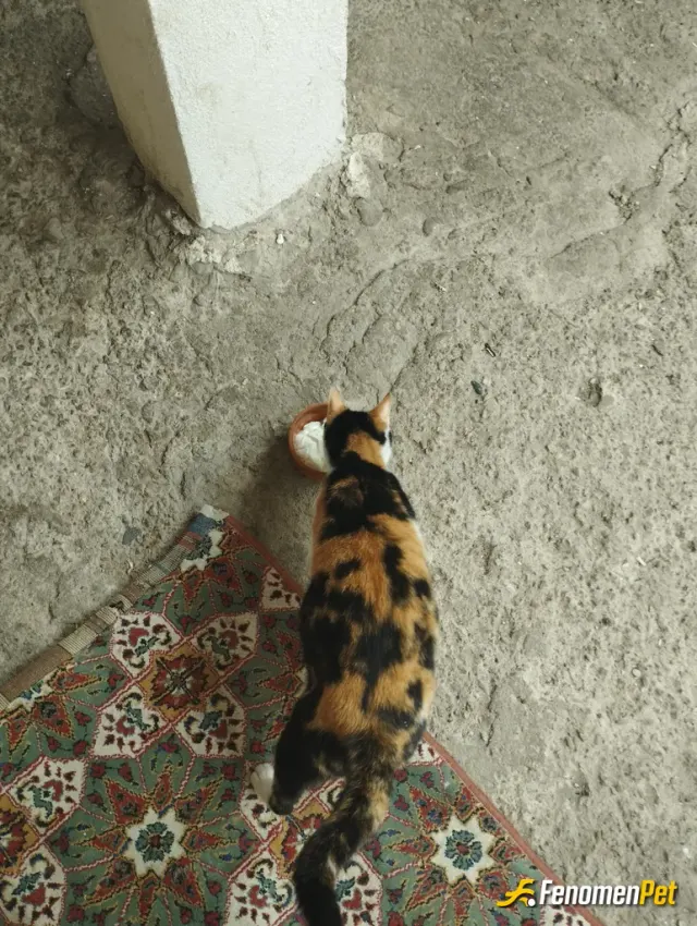 Sokak hayvanı besleme: Kapımıza gelen tüm hayvanları bu soguk kıs günlerinde yanlız bırakmıyoruz