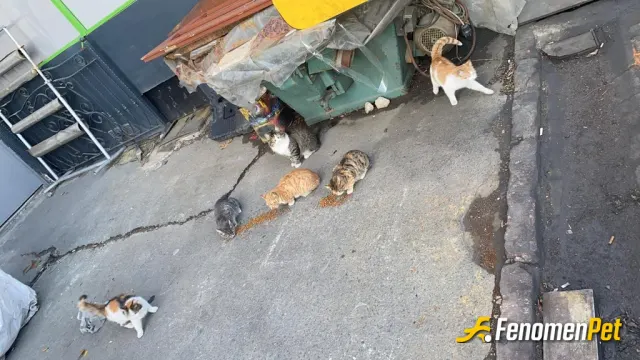 Sokak hayvanı besleme: Dükkanımızın misafirleri :)