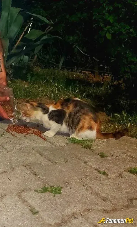 Sokak hayvanı besleme: 🌹