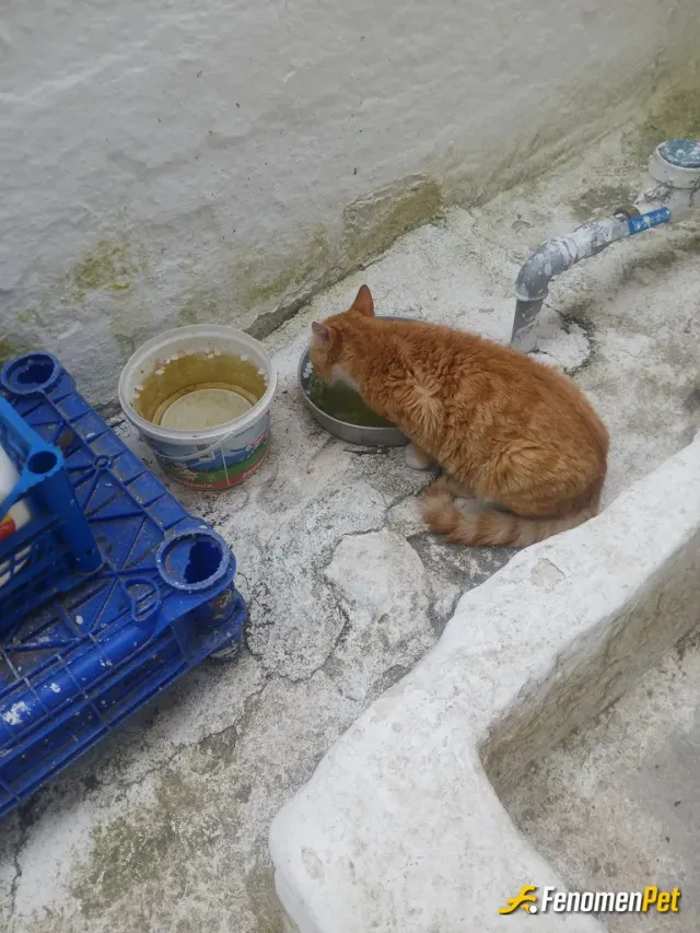 Sokak hayvanı besleme: Dili yok fakat insanlığı çok bu dostlarımızın. Teşekkürler.