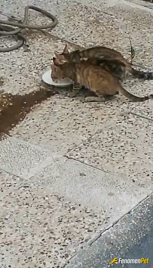 Ozgurkkl sokak hayvanını beslerken çektiği fotoğraf