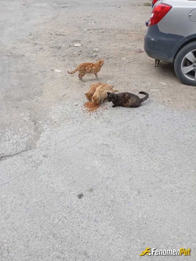 Sokak hayvanı besleme: Sahip çıkalım