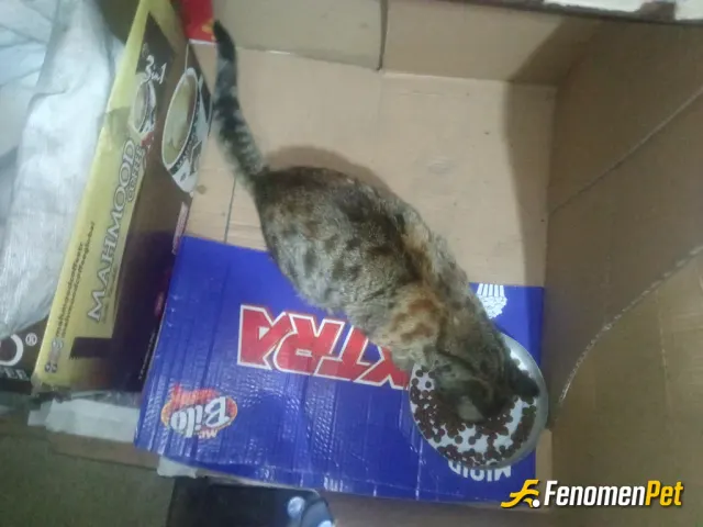 Sokak hayvanı besleme: Çok şirinler valla