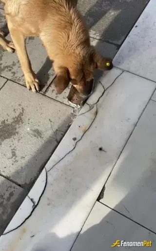 Sokak hayvanı besleme: Allah'ın sessiz kullarına sahip çıkın...