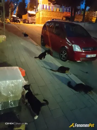 Sokak hayvanı besleme: Hep beraber