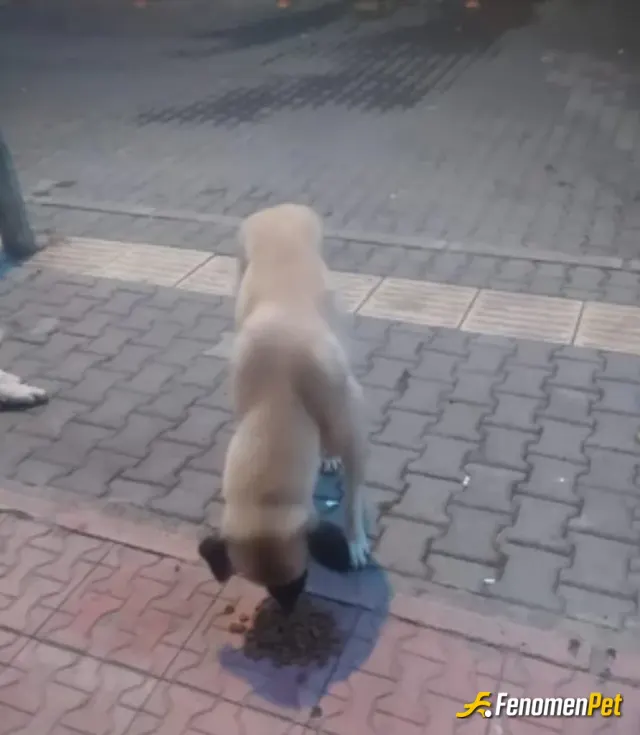Sokak hayvanı besleme: Yan taraftaki dükkandan biraz mama rica edip bizim burdaki hacı adlı köpeğe verdim