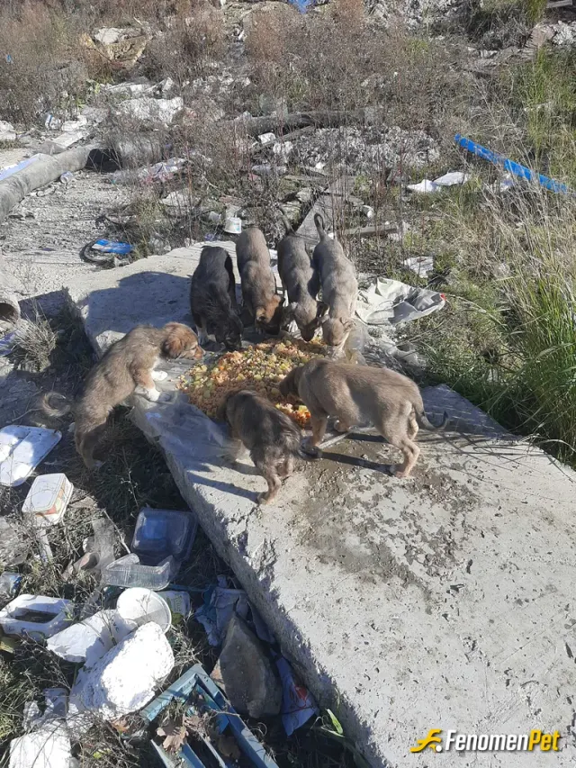 Sokak hayvanı besleme: Her zaman hayvanlara yardım etmek lazım.