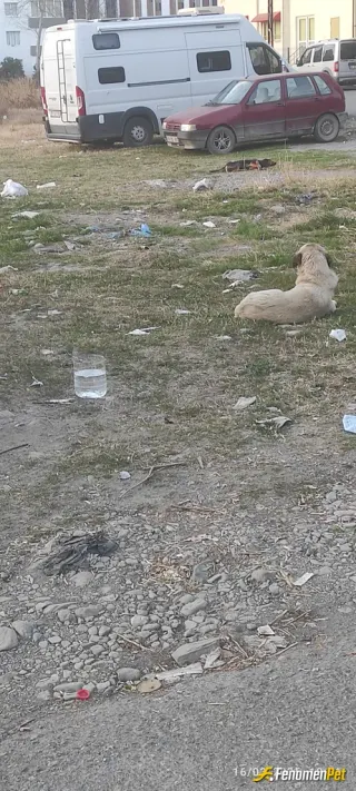 Sokak hayvanı besleme: Sokak hayvanlarına sahip çıkalım