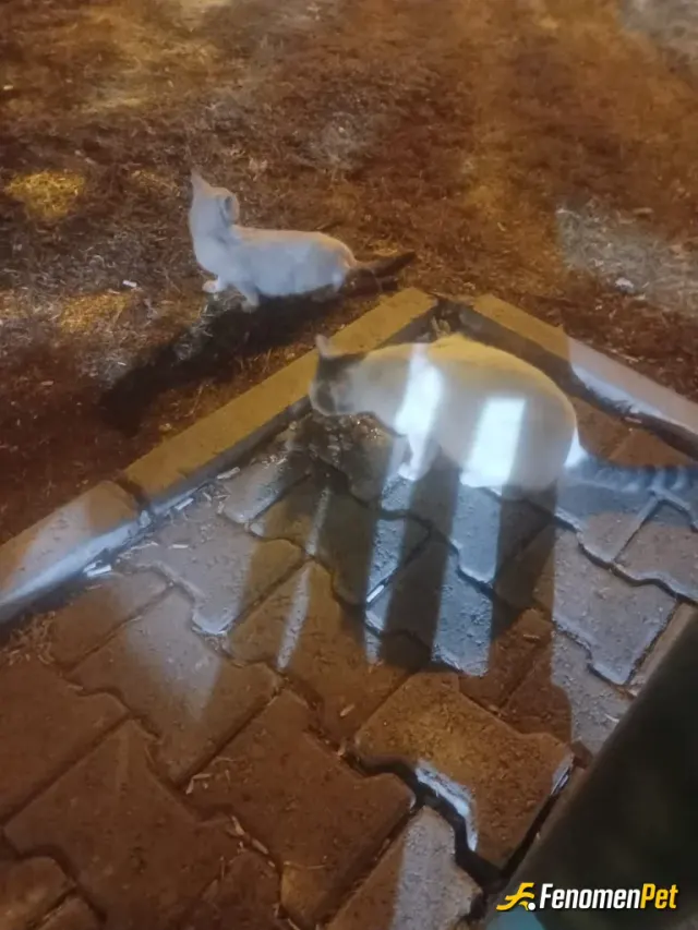 Sokak hayvanı besleme: Sevelim Sevilelim.