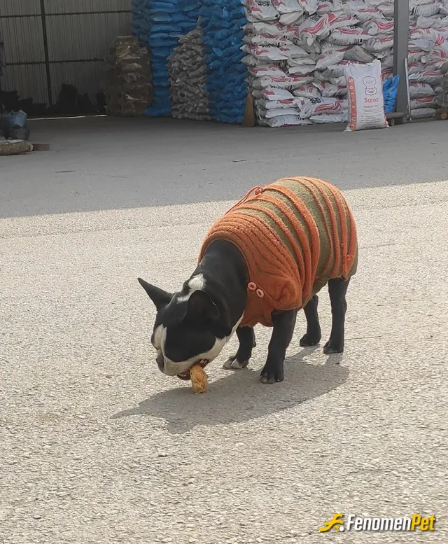 Sokak hayvanı besleme: onlar da can tasiyorlar kendi yedigimizden besliyoruz adi kömür Ee nede olsa odun depolari misafiri kendisin😃