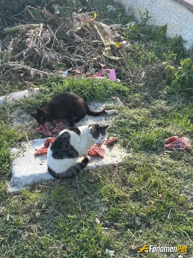 Sokak hayvanı besleme: Bebişler acıkmış afiyet olsun🤩🤩💖💖