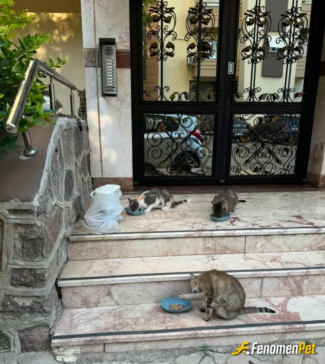 Sokak hayvanı besleme: #Fenomenpet Bir kap mama ve bir kap su bırakmayı unutmayalım.O kadar yakın olduk kı her gun buradalar.
