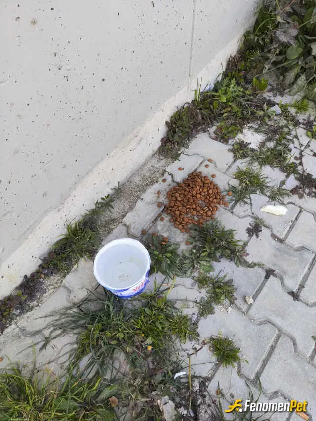 Sokak hayvanı besleme: Cok guzel bir kampanya elinize saglik