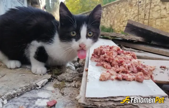 Sokak hayvanı besleme: Sokak canları yalnız değildir! #fenomenpet