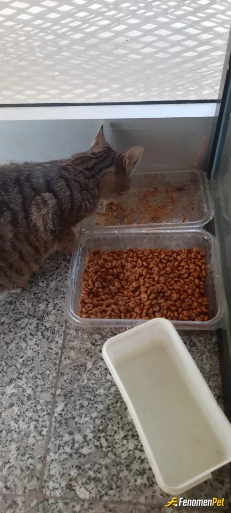 Sokak hayvanı besleme: Minik patilerimizi koruyalıö🤣