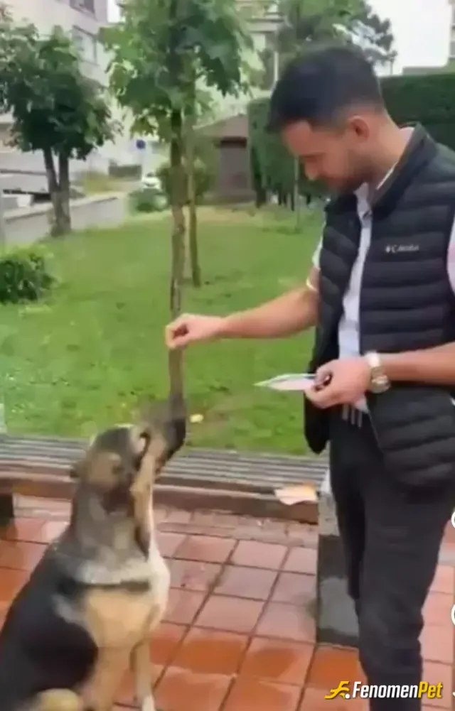 Sokak hayvanı besleme: Sogukta karda kışdasokak ta kalan köpeklerimize kedilerimize yemek su verelim aç bırakmıyalm eziyet etmiyelim
