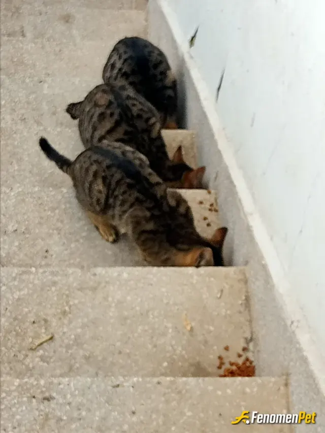 Sokak hayvanı besleme: Merhaba benim adım Melih sokak hayvanlarını besliyorum 6 tane kesim 7 tane de köpeğim var düzenli beslediğim v