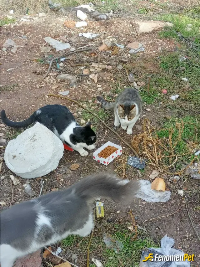 Sokak hayvanı besleme: mama