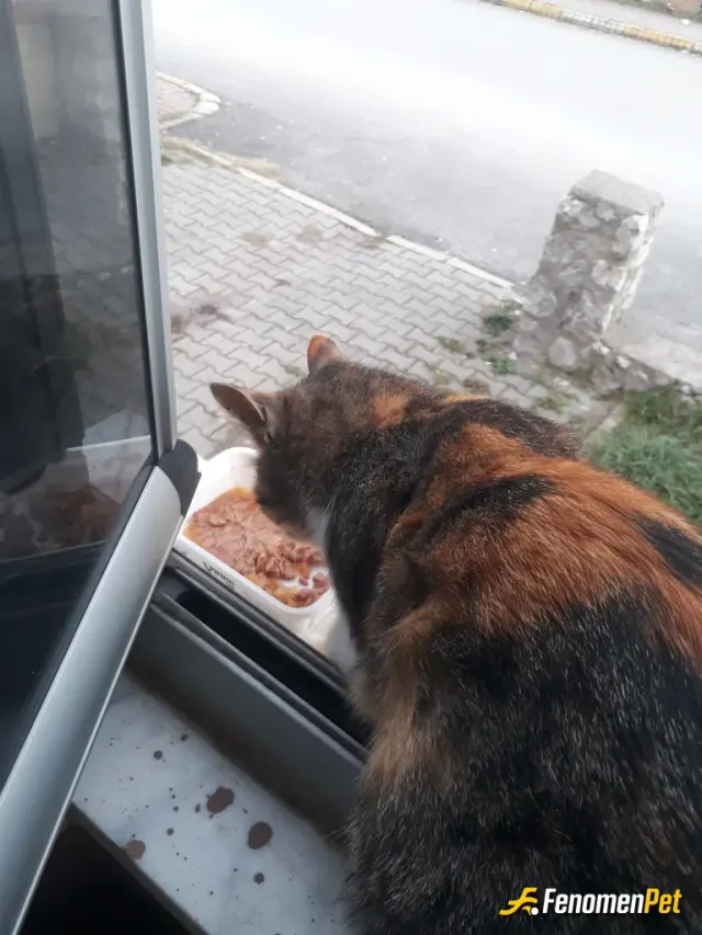 Sokak hayvanı besleme: Balkondan çağırıp yaş mama veriyorum.