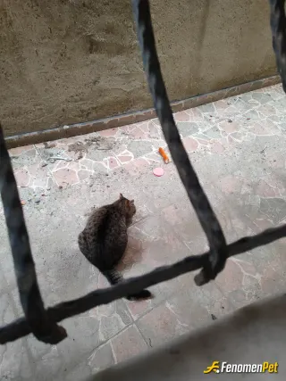 Sokak hayvanı besleme: 😍😍