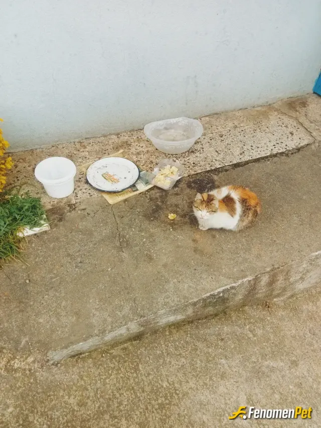 Sokak hayvanı besleme: Her zaman kapıda bir kap su ve yiyecek 🥰