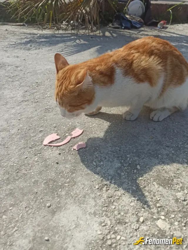 Sokak hayvanı besleme: Mahallemizin en enerjik kedisi. Adı : Kedi