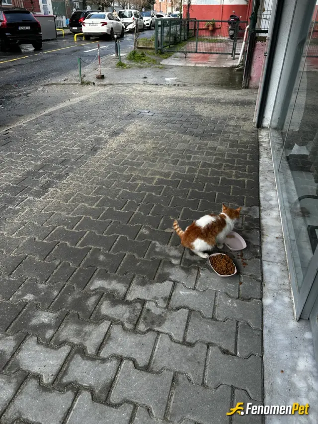 Sokak hayvanı besleme: #Fenomenpet gerçek pati dostu! 
Yılın bu son soğuk günlerinde de #Fenomenbet pati dostlarının yanında.