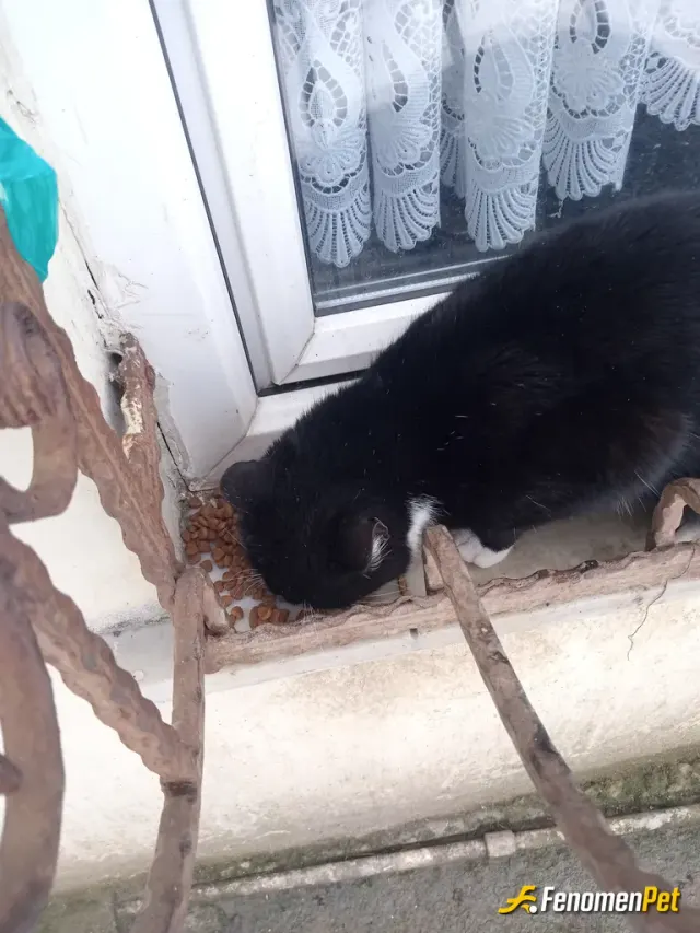 Sokak hayvanı besleme: 1 tane vardı cama düzenli yemek koyunca bu sefer 4 tane oldu bu gidişler 10 bulacakalar 😂😂 olsun yesin paşal
