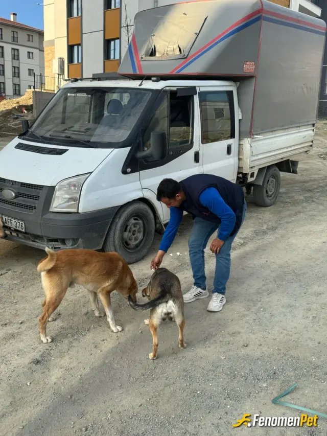 Sokak hayvanı besleme: Yemekhanedeki arta kalan yemekler ile