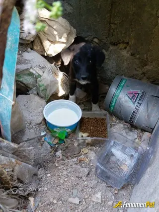 Sokak hayvanı besleme: Her zman bu sahipsizlere sahip cikalim