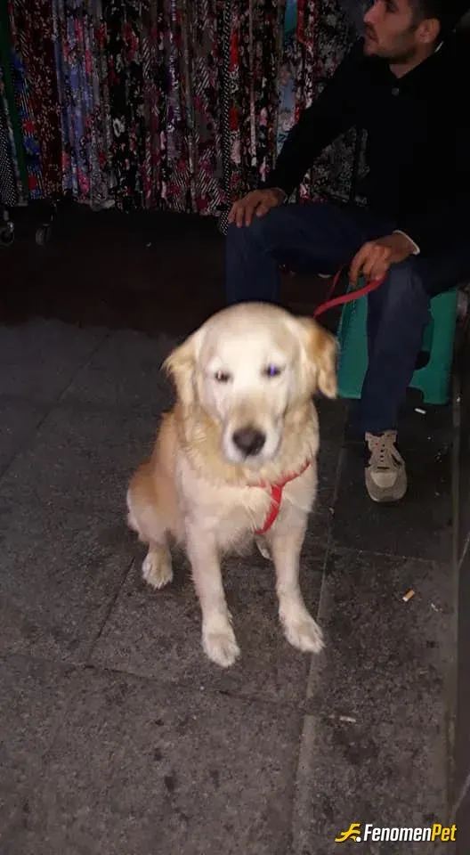 Sokak hayvanı besleme: İstanbul Esenler Dörtyol'da takılmış olduğum çay ocağının önünde otururken başıboş gezen köpek gördüm bir kaç