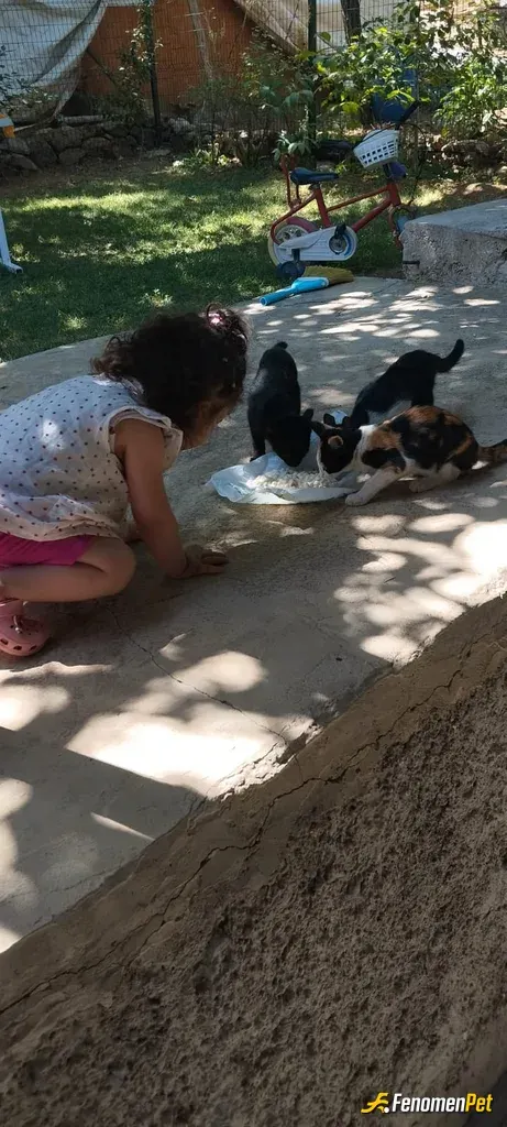 Sokak hayvanı besleme: Kızım ve kediciklerimiz 😍 
@fenomenpet