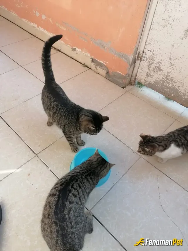 Sokak hayvanı besleme: Hakkı , Şila ve yulu bugünde doydular 😽😽