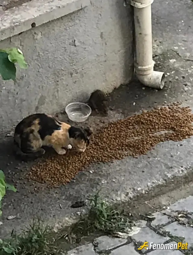 Sokak hayvanı besleme: Sokak hayvanları için destek çıkıyorum kendim evde 2 tene kedi bakıyorum onlarinkini paycalsaktim ama bu daha 