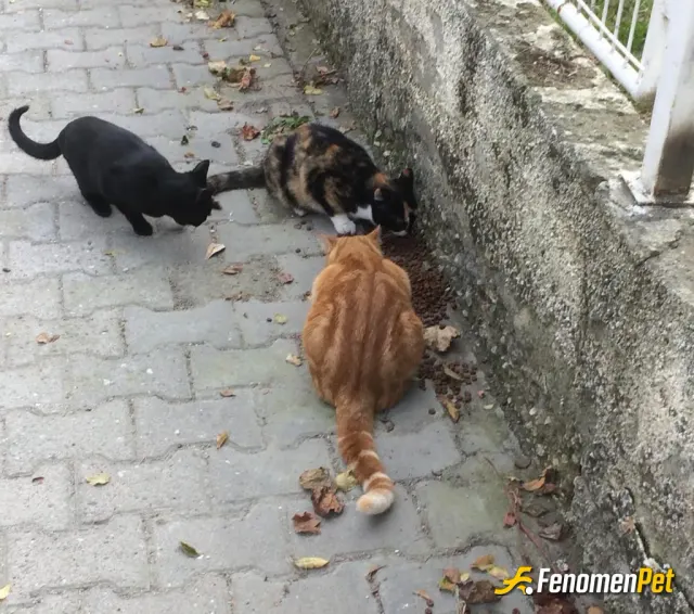 Sokak hayvanı besleme: Her gün yolumu gözlüyorlar, mahallemizin kedileri #Fenomenpet