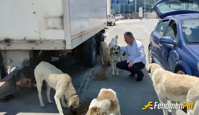 Sokak hayvanı besleme: Babamla köpeklere mama alıp dağıttık sokak hayvanlarını sevelim besleyelim ve koruyalım çok teşekkürler size