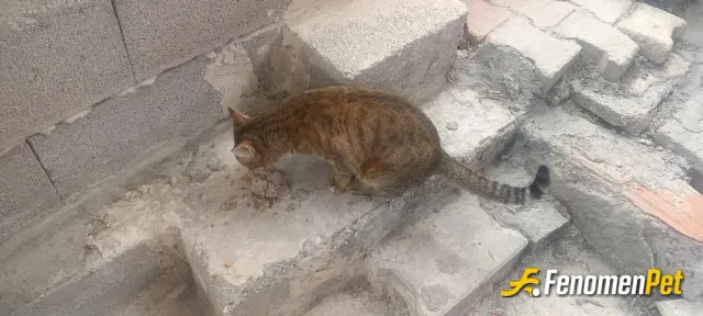 Sokak hayvanı besleme: Dostlarimizi Koruyalim ❤️😍