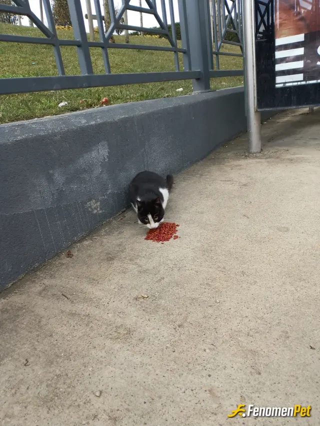 Sokak hayvanı besleme: Evimin yakınlardaki kedi ve köpeklere mama ve Su veriyorum